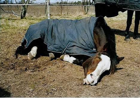 Dansk Varmblod Hector H.  - Hector er træt! -Og griner lidt af fotografen... billede 4