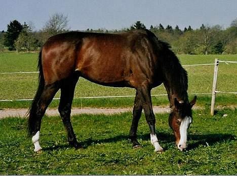 Dansk Varmblod Hector H.  - Umm, frisk forårs græs. (28.4.04) billede 5