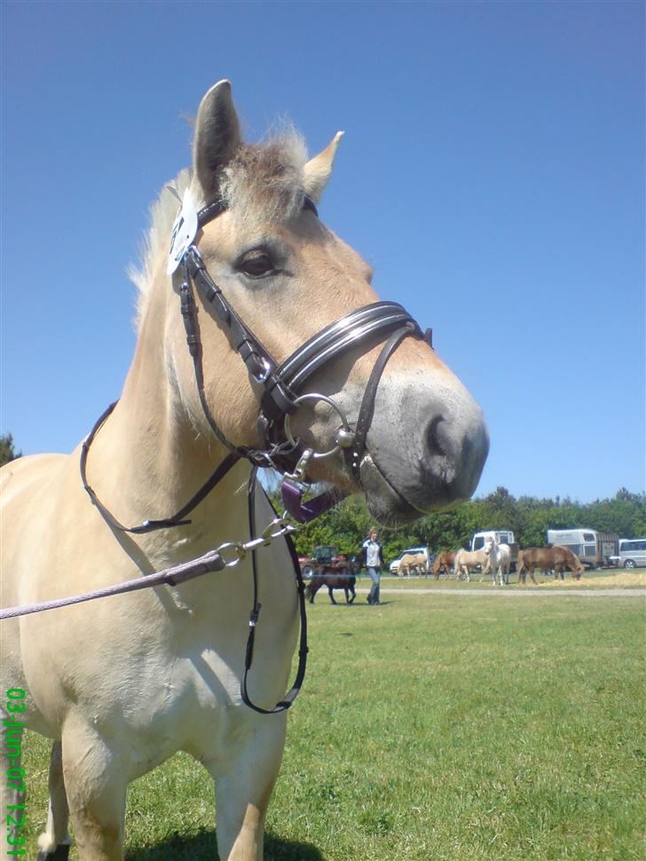 Fjordhest Freja - Dyrskue billede 3