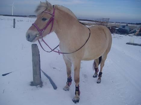 Fjordhest Freja - Freja 2 år billede 4