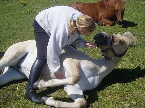 Fjordhest Freja - uhh deeejligt at blive kløet på maven :)  Freja 1 år billede 5