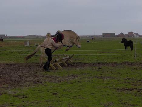 Fjordhest Freja billede 6