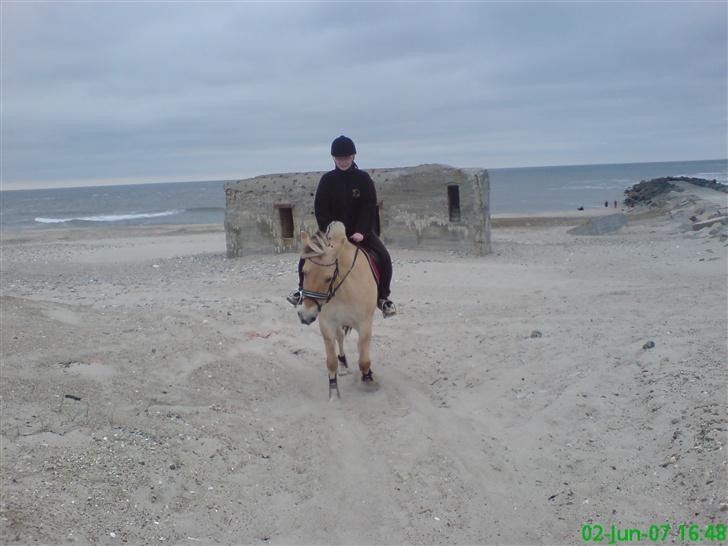 Fjordhest Freja - Freja og jeg.. Første ridetur billede 7