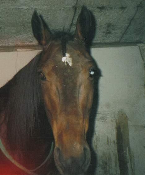 Traver catch the wind (solgt) - ska i lige se min sløjfe billede 4