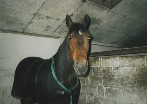 Traver catch the wind (solgt) billede 6