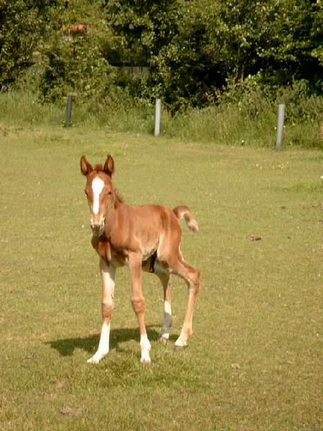 Traver Leonardo Da Speedy - Åhhhhh..... Det var dejligt!!!!!   Sommer 2003! billede 3