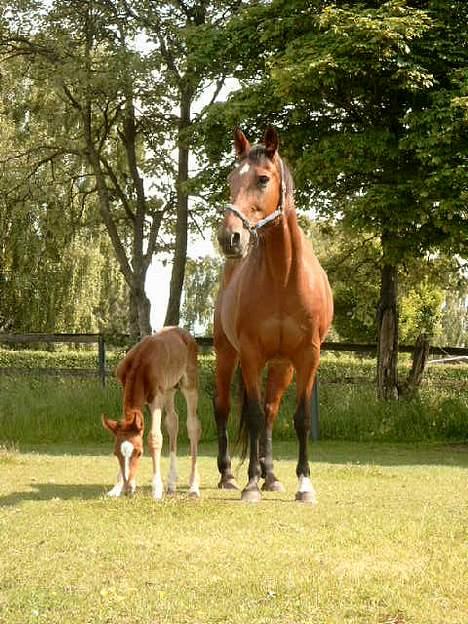 Traver Leonardo Da Speedy - Leonardo med sin mor, Siggi Speedy!  Godt billede, synes jeg selv!  Sommer 2003! billede 4