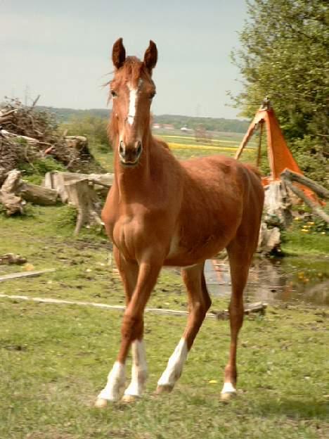 Traver Leonardo Da Speedy - Taget hjemme på folden! Heldigt billede! Tjek han flænge over næseryggen! Taget d. 10. maj, 2004! billede 5