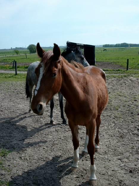 Traver Leonardo Da Speedy - Er min flænge pænest fra denne side? Taget d. 10. maj, 2004! billede 8