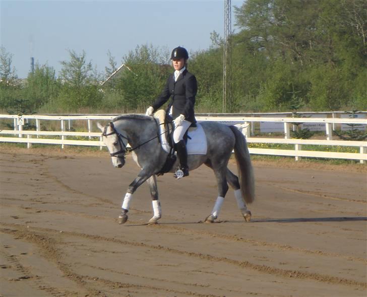 Anden særlig race Stald Speedy's Surprise - Stævne i Jetsmark. billede 5