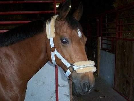 Anden særlig race Jennifer billede 2