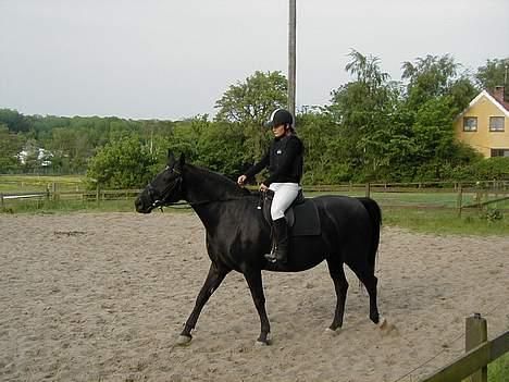 Anden særlig race Koket billede 8