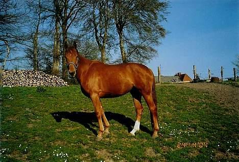 Dansk Varmblod Dakota Harkjær RDS billede 9