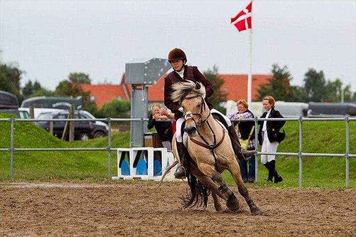 Fjordhest Ziga  - DM 2010 Ziga 19 år og vi er guld vindere igen billede 9