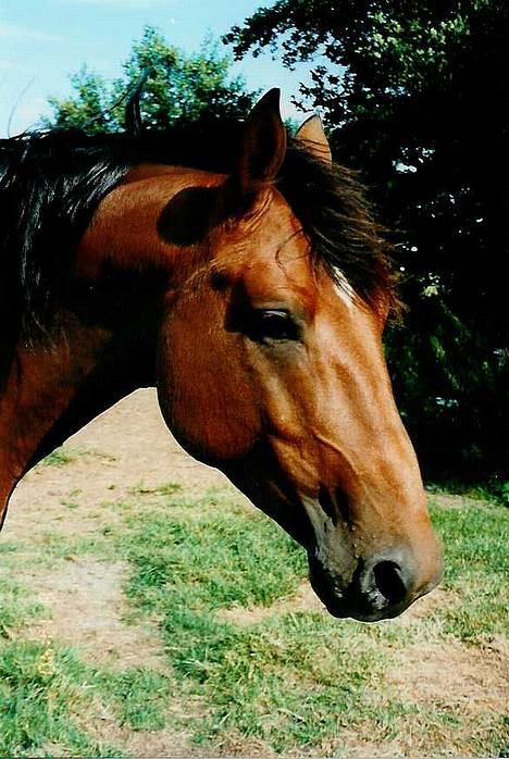 Dansk Varmblod Acondo Harkjær (død) billede 1