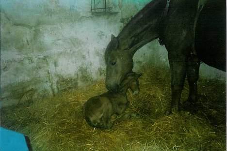 Dansk Varmblod Acondo Harkjær (død) - han blev født den 1 marts 1991 billede 2