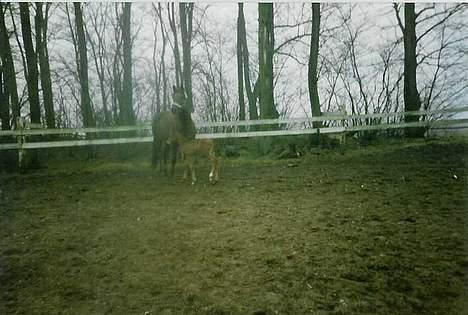 Dansk Varmblod Acondo Harkjær (død) - så er vi ude den 8 marts  billede 3