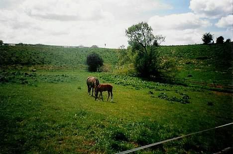 Dansk Varmblod Acondo Harkjær (død) - har nyder vi sommer solen billede 4