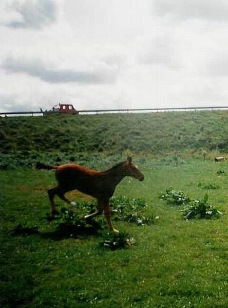 Dansk Varmblod Acondo Harkjær (død) - jeg er fuld af krudt billede 5