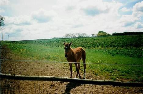Dansk Varmblod Acondo Harkjær (død) - hej med dig billede 6