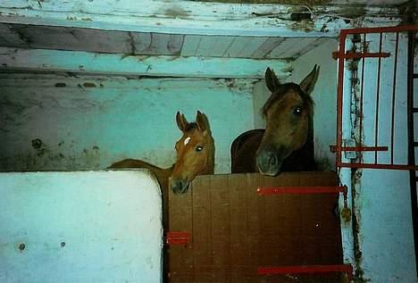 Dansk Varmblod Acondo Harkjær (død) - hej hej billede 8