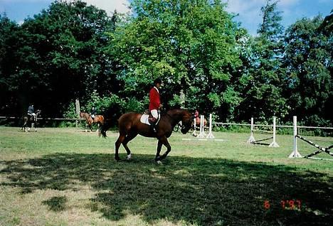 Dansk Varmblod Acondo Harkjær (død) - det er et af de sidste billeder vi har af ham billede 9