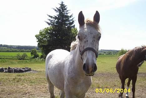 Anden særlig race Isabella - Mit smukke føl, Isabella! billede 1