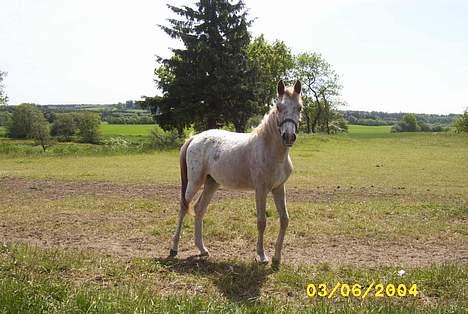 Anden særlig race Isabella - Står hun ikk flot!? eller noed... hihi billede 2