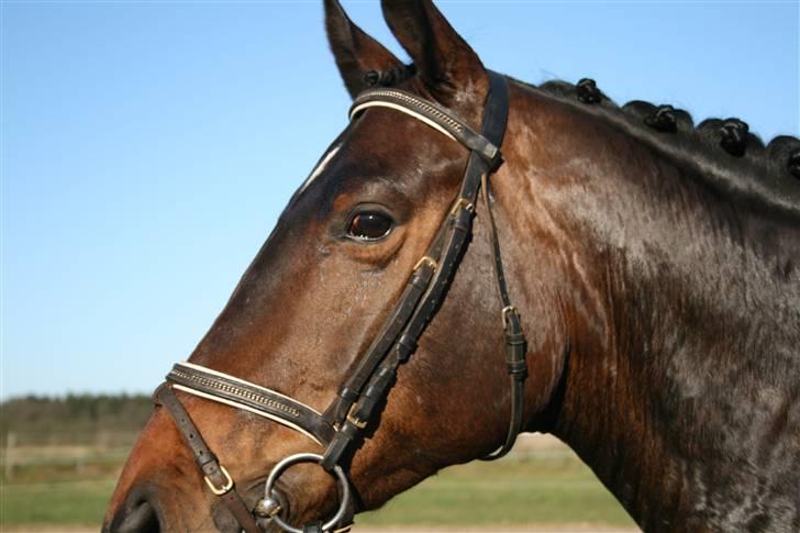 Trakehner Kæragers Rawell - April 2009 - Første stævne.. billede 1