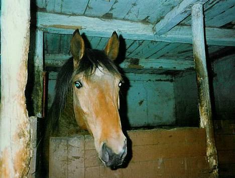 Dansk Varmblod Acondo Harkjær (død) billede 7