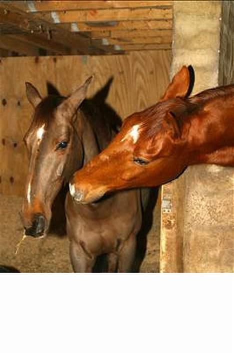 Anden særlig race Quinzy billede 2