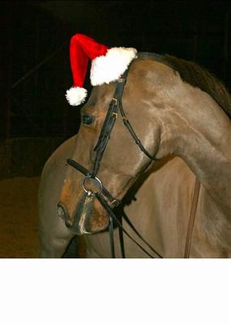 Anden særlig race Quinzy billede 5