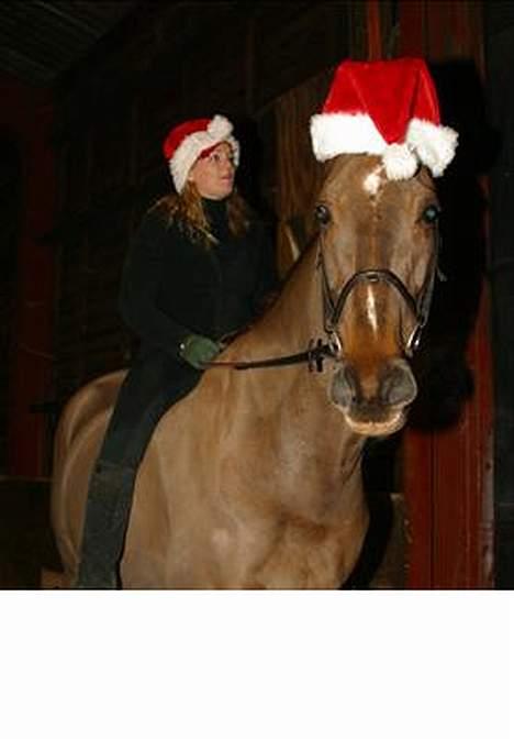 Anden særlig race Quinzy billede 6