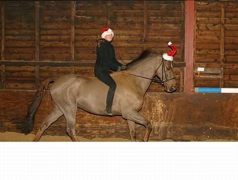 Anden særlig race Quinzy billede 4