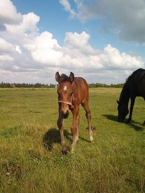 Trakehner Kæragers Rawell - August 2003 (2 måneder gammel) billede 2