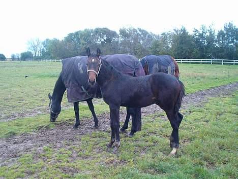 Trakehner Kæragers Rawell - Oktober2003 billede 3