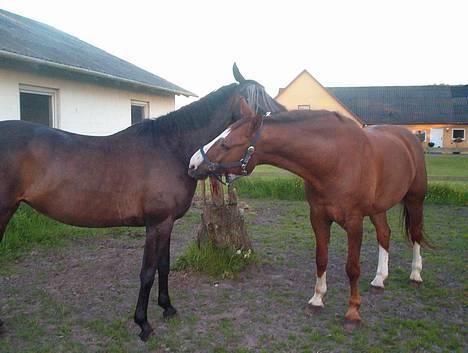 Trakehner Speedy Gonzales - Kom nu misse... klø klø klø... billede 6