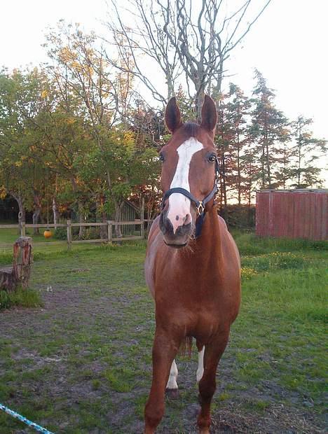 Trakehner Speedy Gonzales - Øhh HEJ.... billede 7