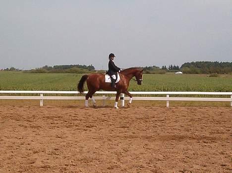Trakehner Speedy Gonzales - Karoline rider dressur til pinsestævnet 2004 billede 8