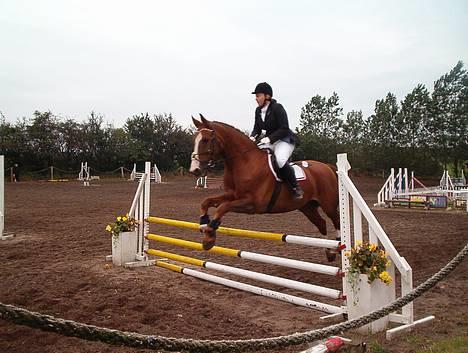 Trakehner Speedy Gonzales billede 9