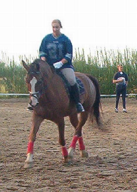 Trakehner Speedy Gonzales - Speedy og jeg træner... øhh dressur.... billede 10
