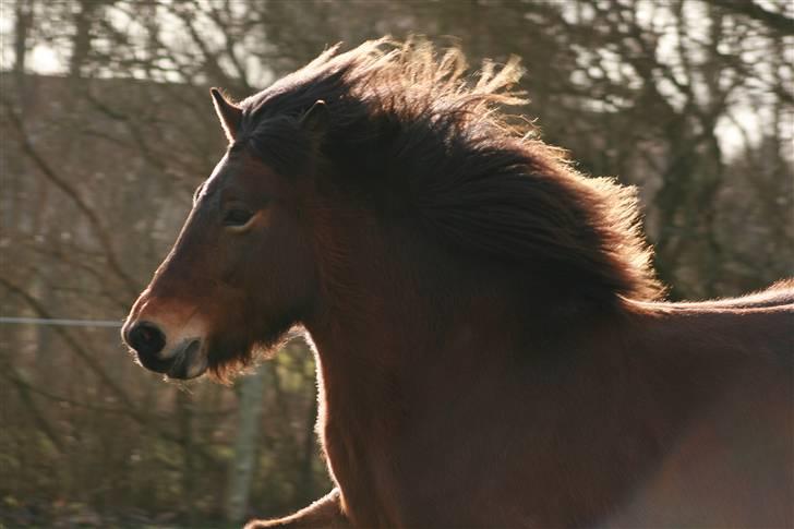Islænder Assa fra Drostrup - Skønne Assa 7. feb 08 billede 1