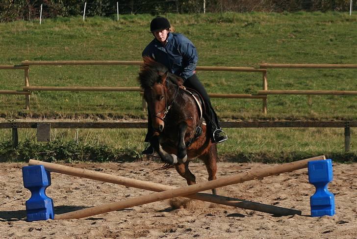 Islænder Assa fra Drostrup - Springkursus den 14. okt. Ikke så højt, men et sted skal man jo starte.:-) billede 2