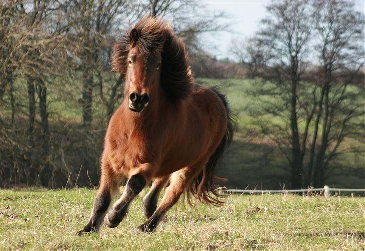 Islænder Assa fra Drostrup - Her kommer jeg - feb 08 billede 3