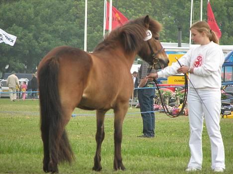Islænder Assa fra Drostrup - Det fynske Dyrskue 2006 billede 4
