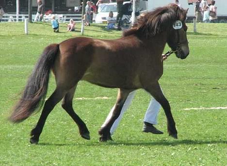 Islænder Assa fra Drostrup - Det fynskeDyrskue 2006 billede 5