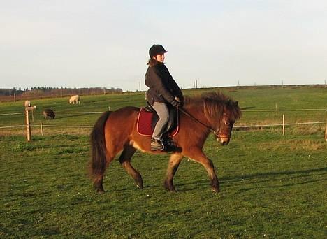 Islænder Assa fra Drostrup - Mig og Assa 18. dec. 06 billede 6