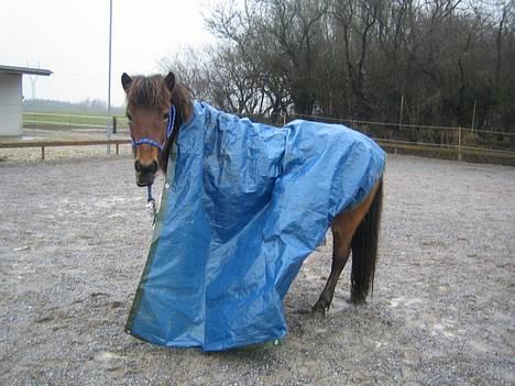 Islænder Assa fra Drostrup - 16. fab 06. Vi leger med presenning for første gang. Assa er ligeglad, men stadig bange for at ride forbi naboens blaftende blå presenning.:-) billede 7