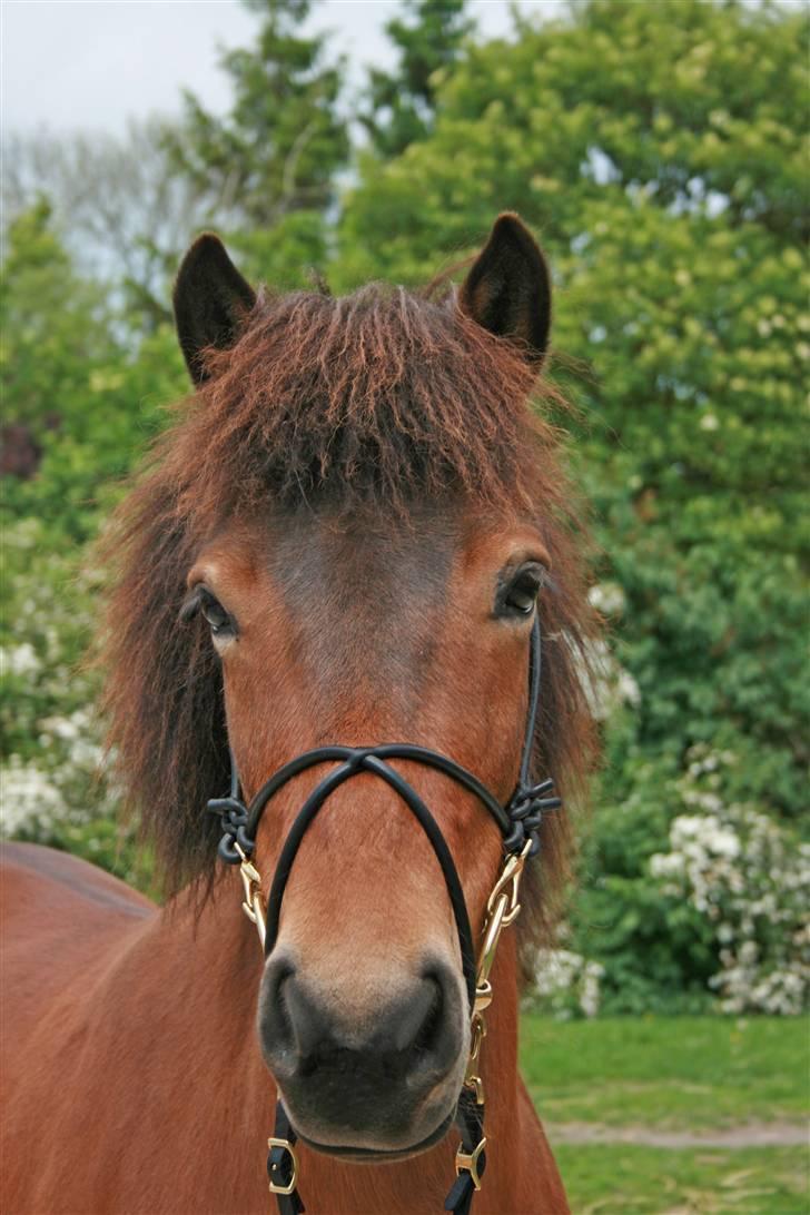 Islænder Assa fra Drostrup - Assa med sit nye hovedtøj -  Juni 07 billede 8
