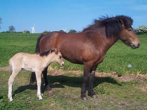 Islænder Assa fra Drostrup - Assa med sit føl Eistla.i juni 2004 Eistla R.I.P. september 08 4½ år gammelog med føl i maven. billede 10